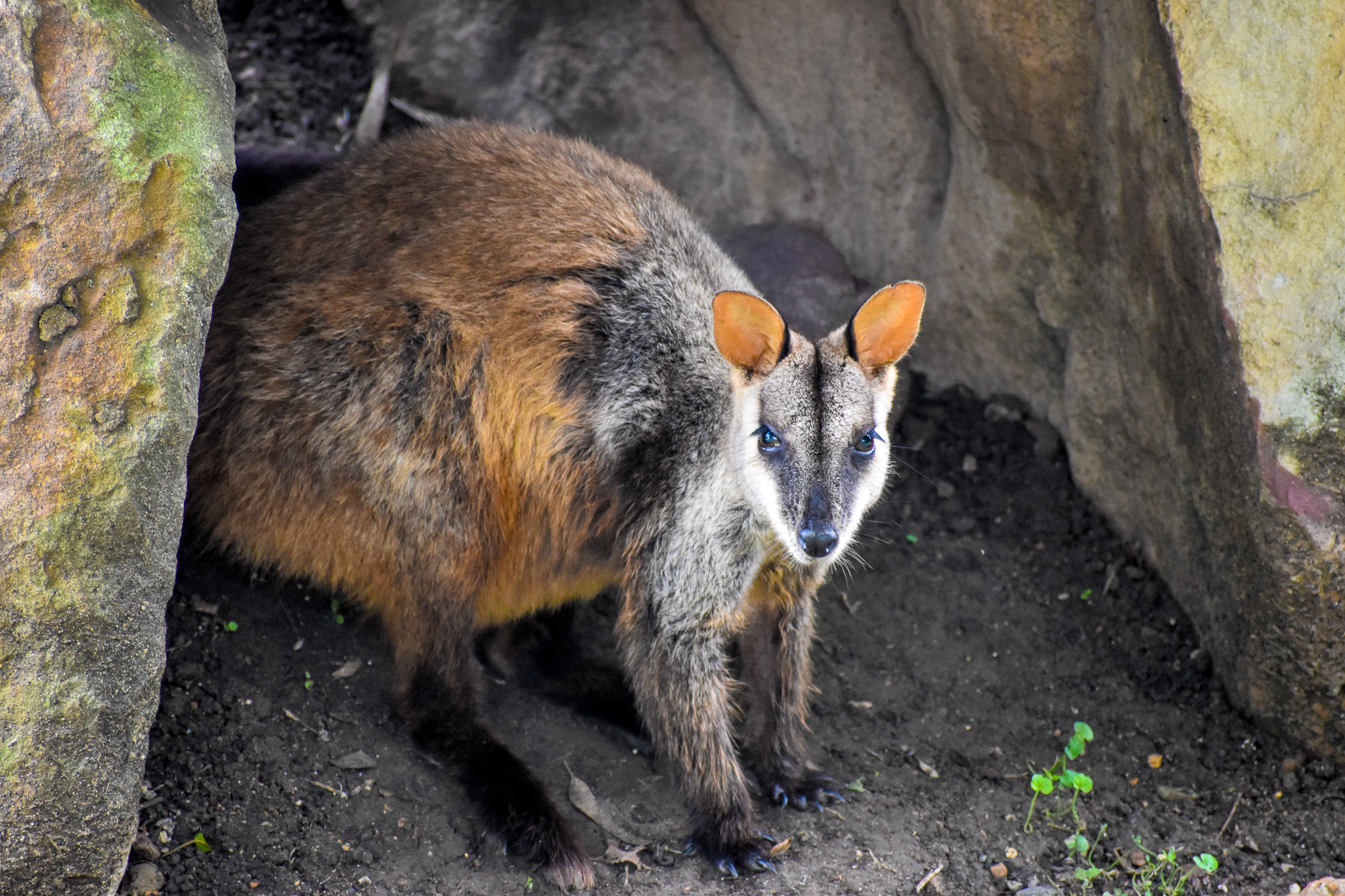 Brush-tailed Rock-wallaby (Petrogale penicillata)