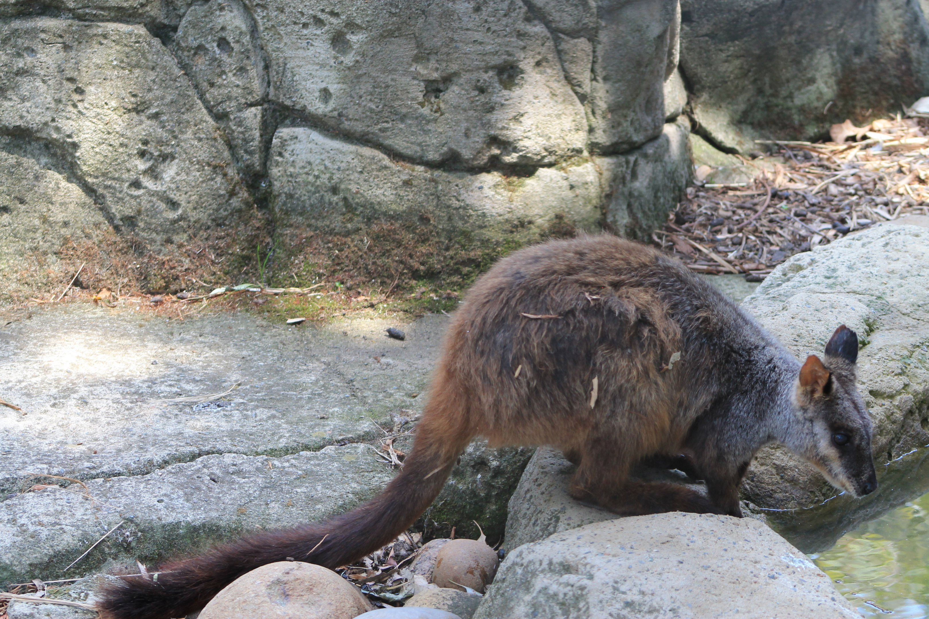 Brush-tailed Rock Wallaby (Petrogale penicillata)