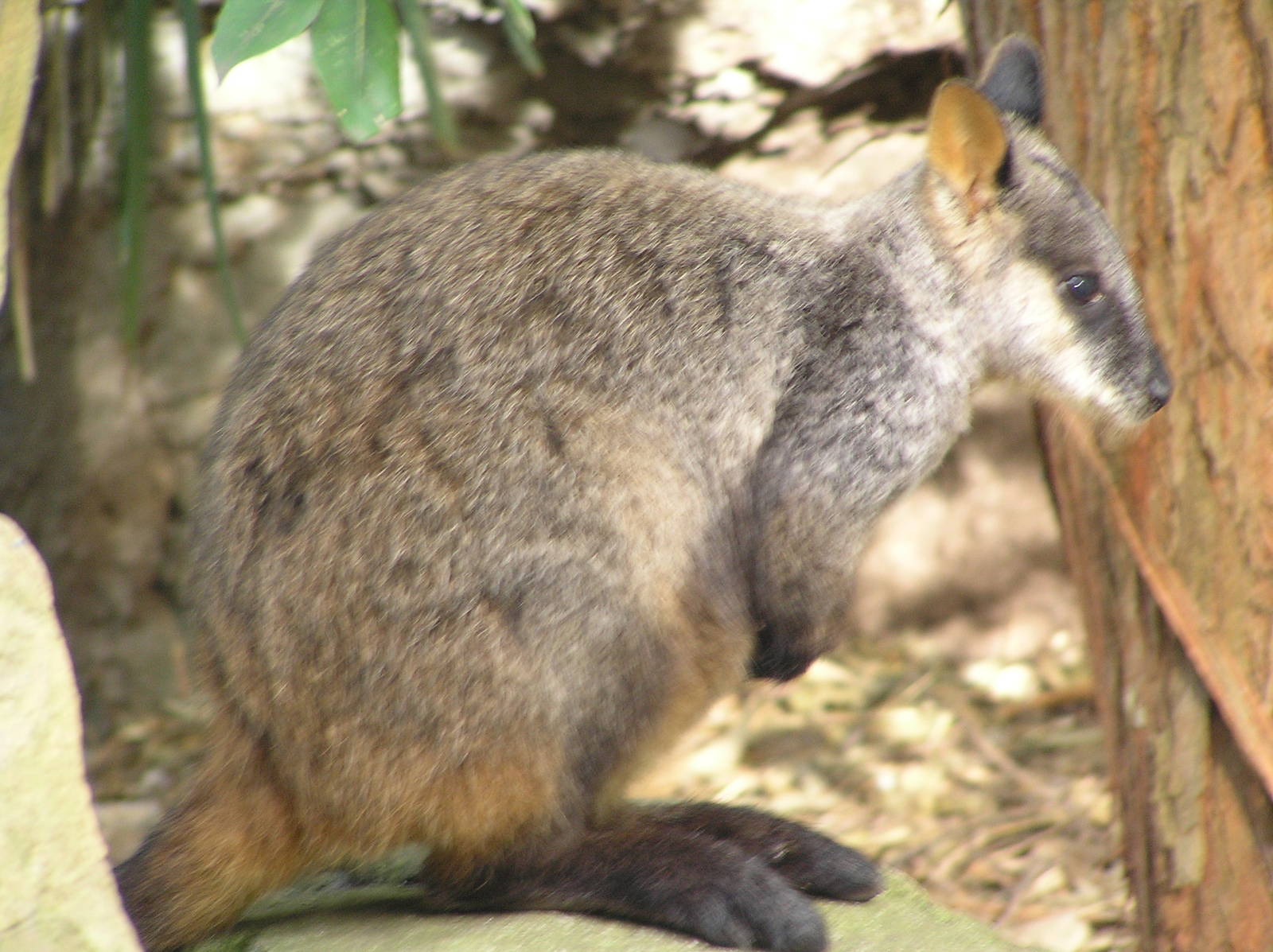 Brush-tailed rock wallaby - Taronga 05