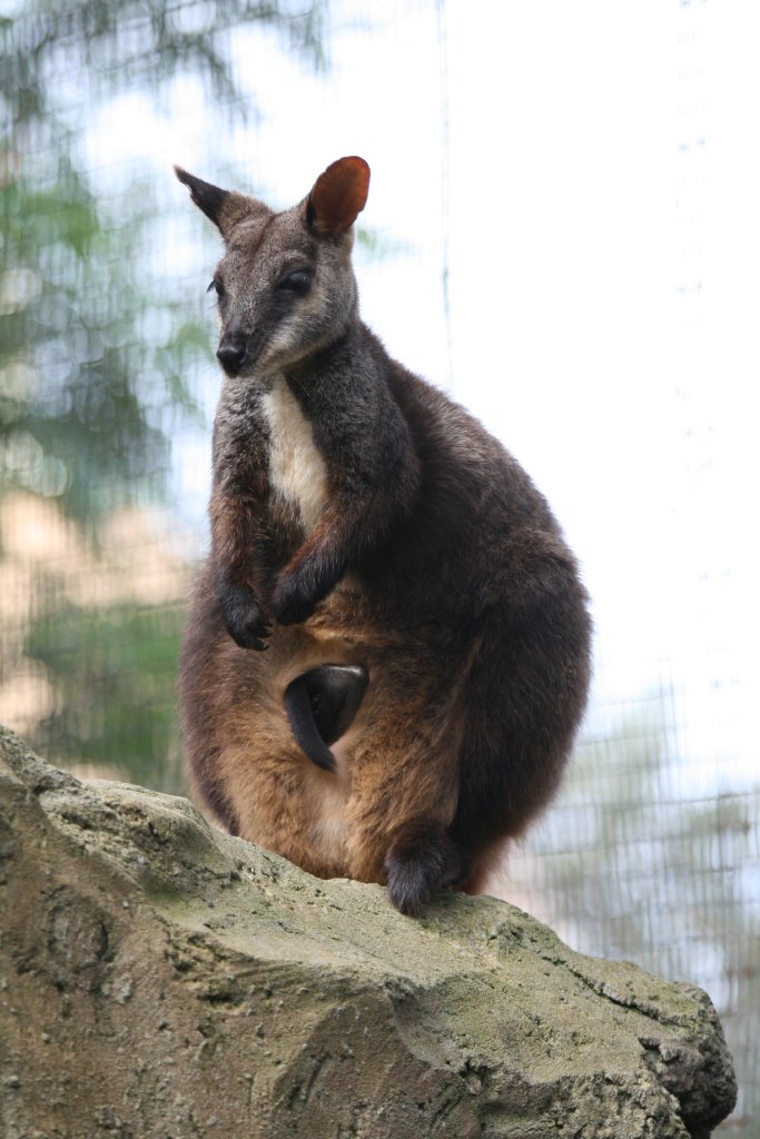 Brush-tailed Rock Wallaby with joey in pouch