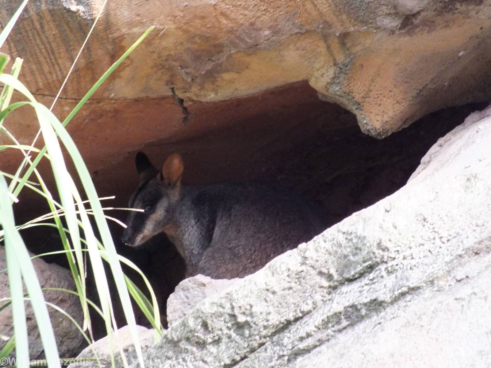 Brush-tailed Rock Wallaby