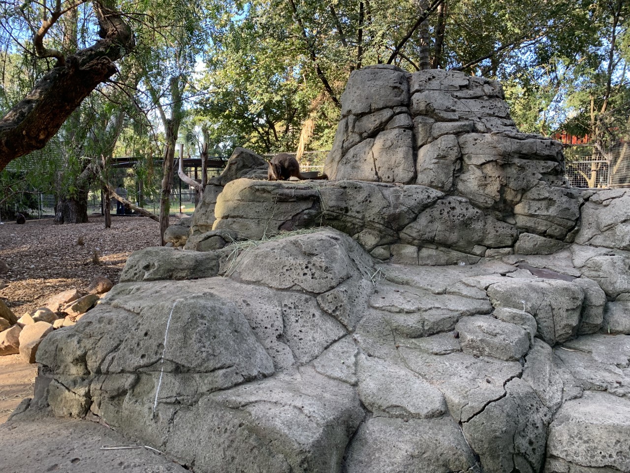 Brush-tailed Rock Wallaby