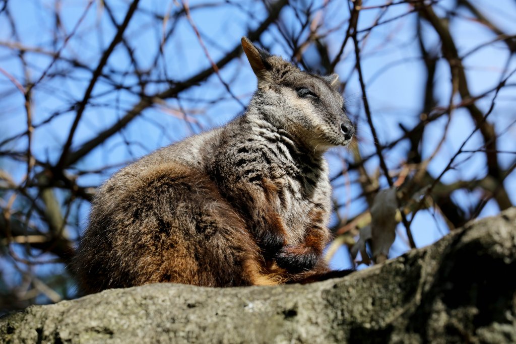 Brush-tailed Rock Wallaby