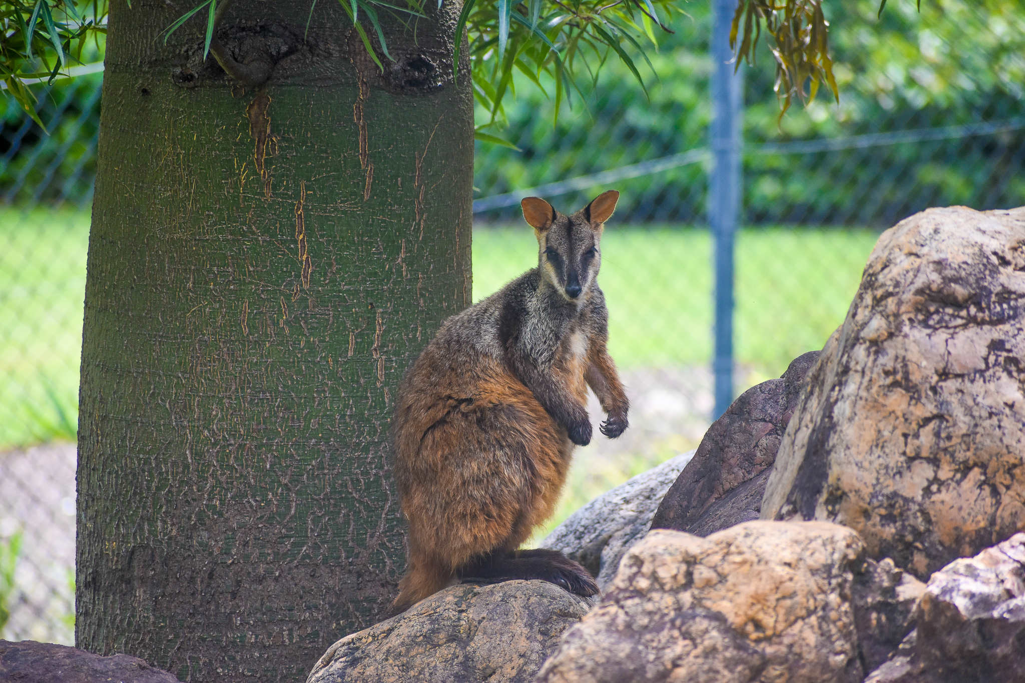 Brush-tailed Rock Wallaby