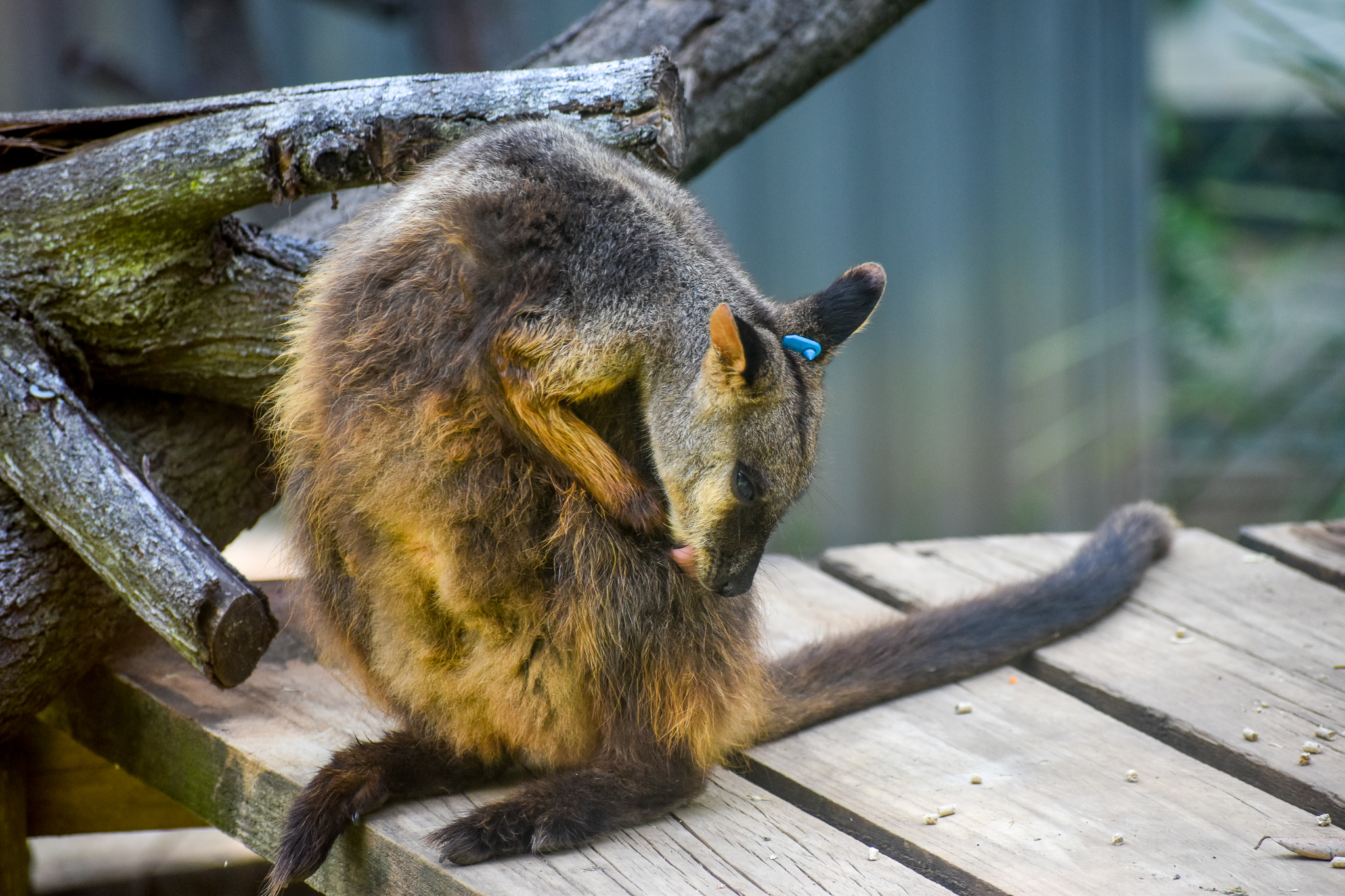 Brush-tailed Rock Wallaby