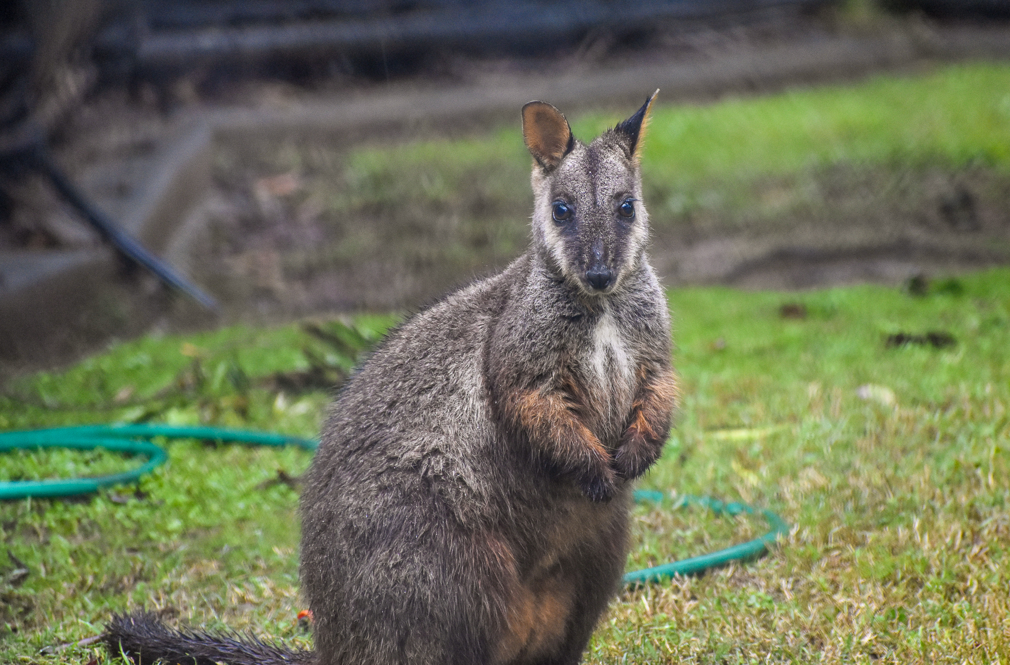 Brush-tailed Rock-Wallaby