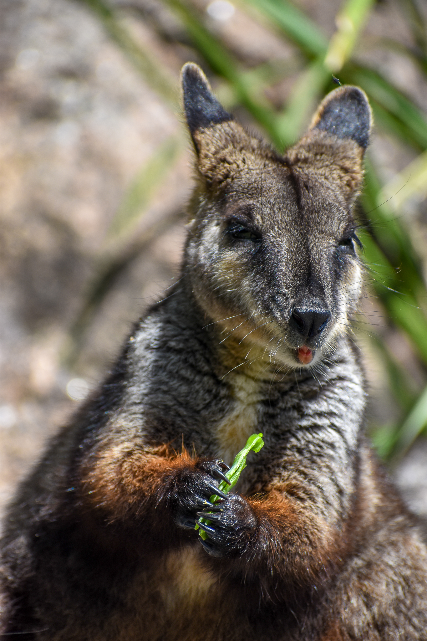 Brush-tailed Rock-Wallaby