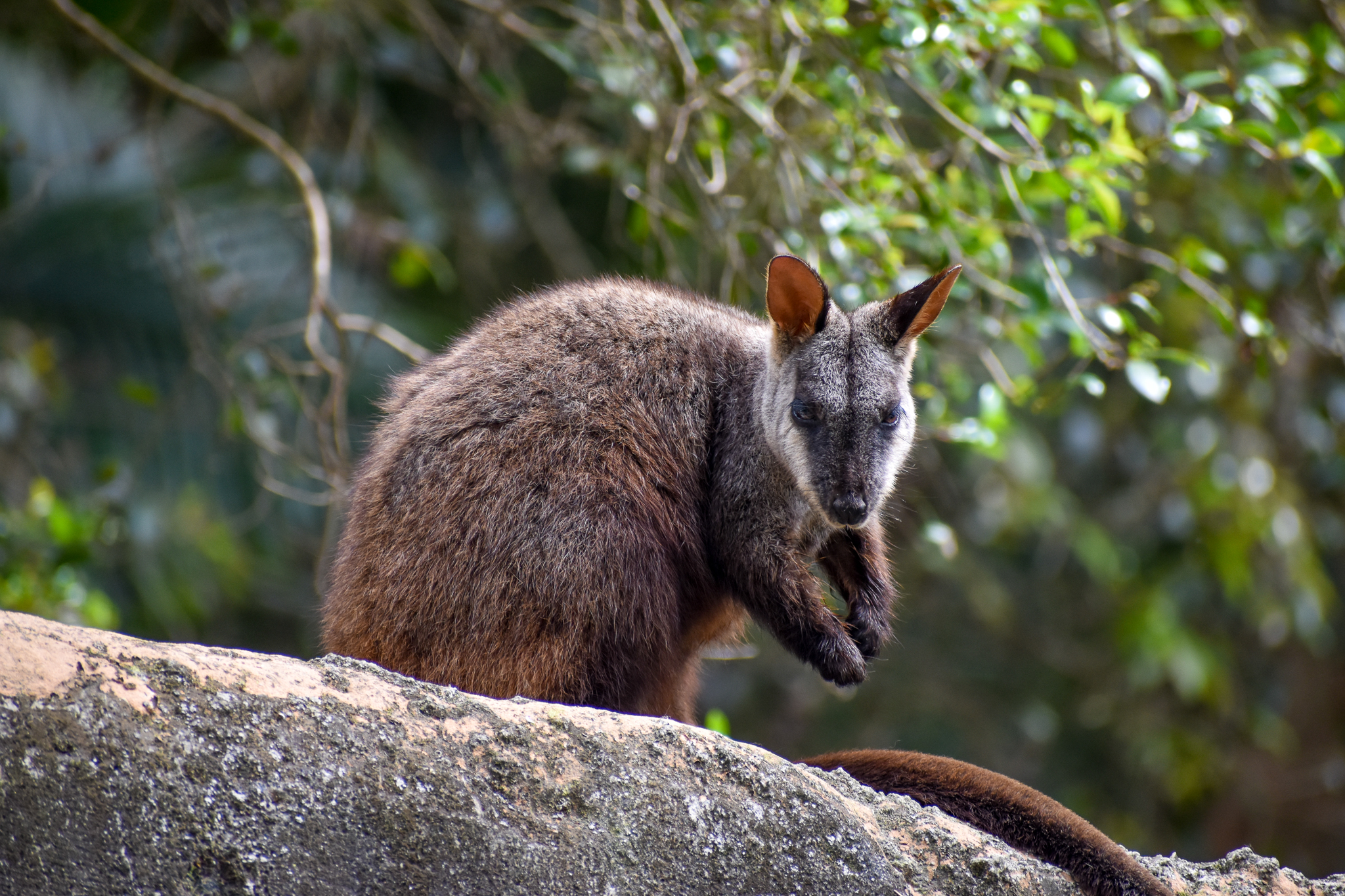 Brush-tailed Rock-Wallaby