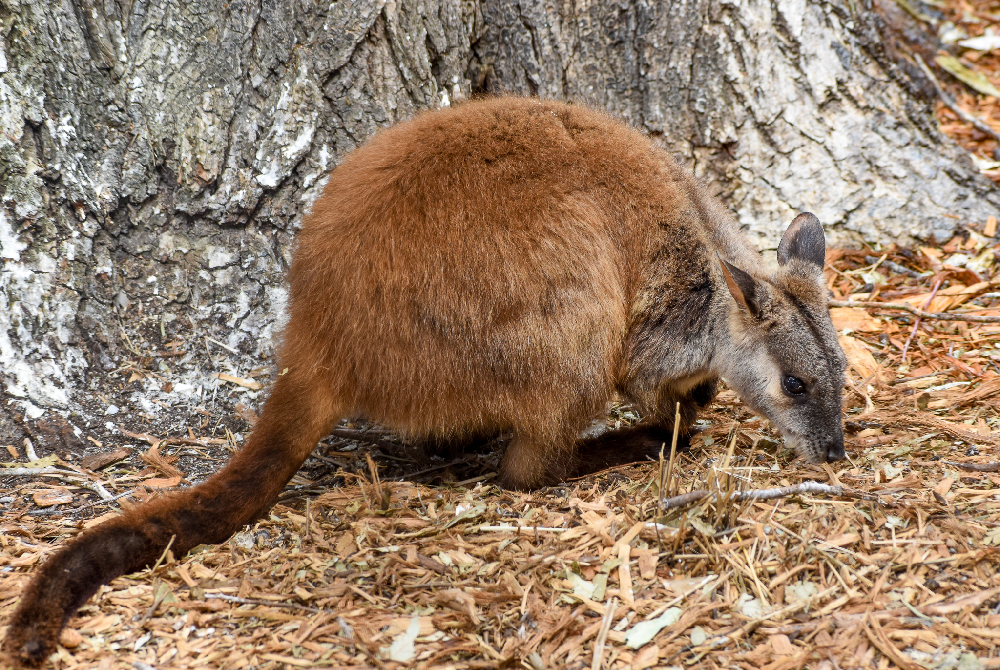 Brush-tailed Rock-Wallaby