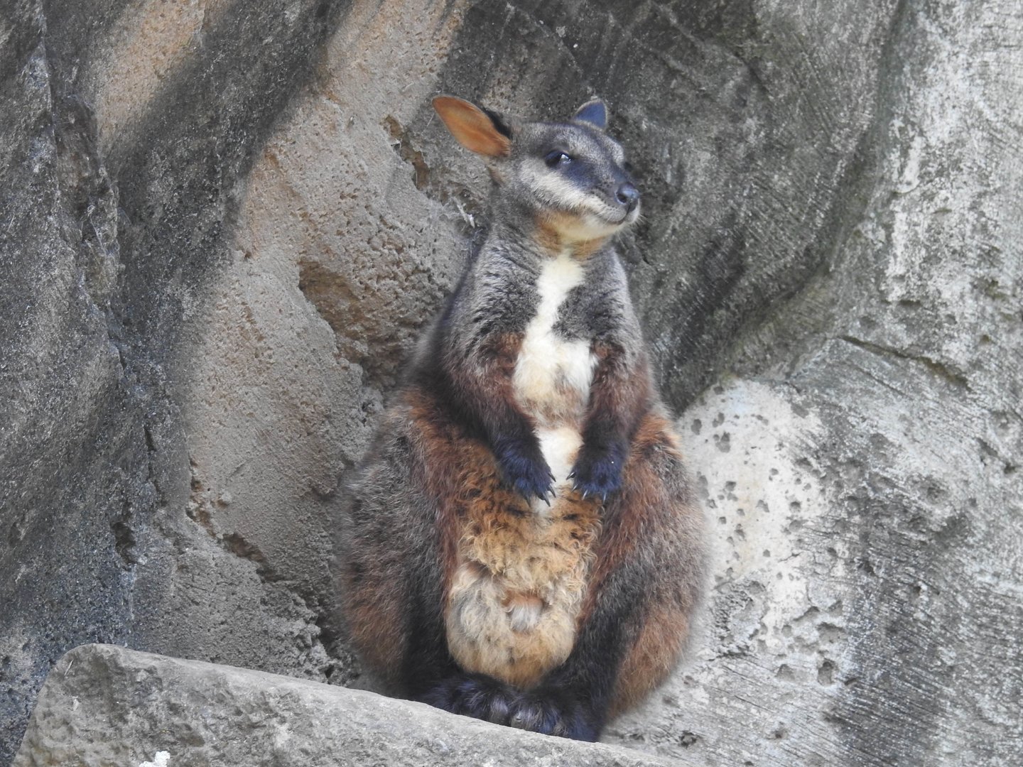 Brush-Tailed Rock-Wallaby