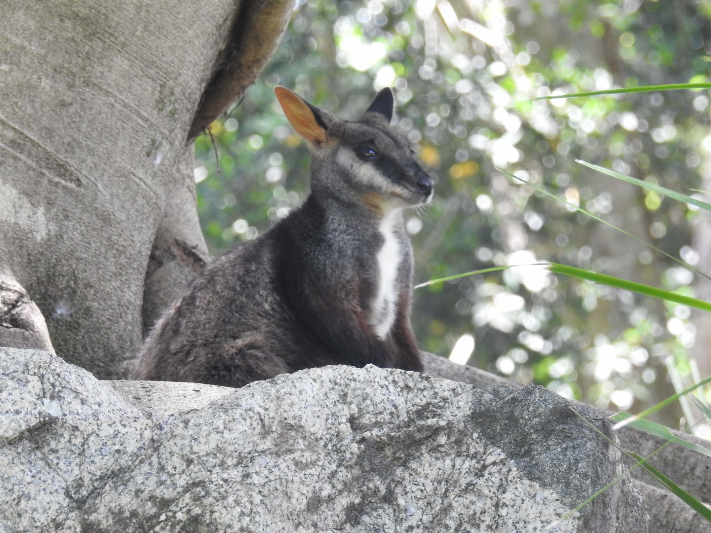 Brush-Tailed Rock-Wallaby