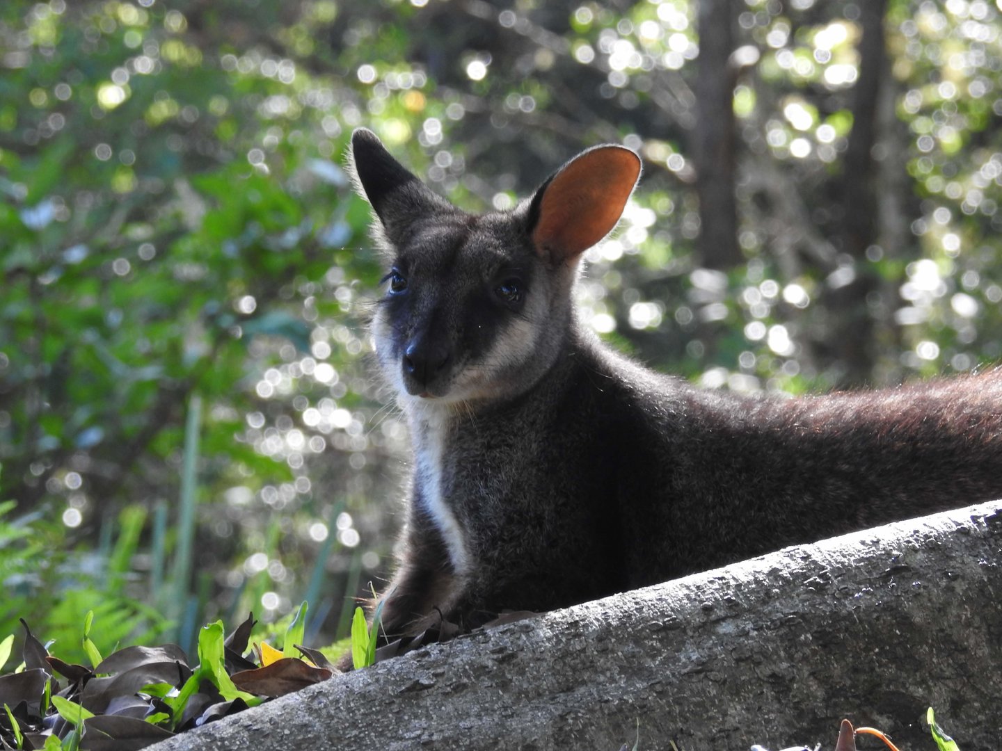 Brush-Tailed Rock-Wallaby
