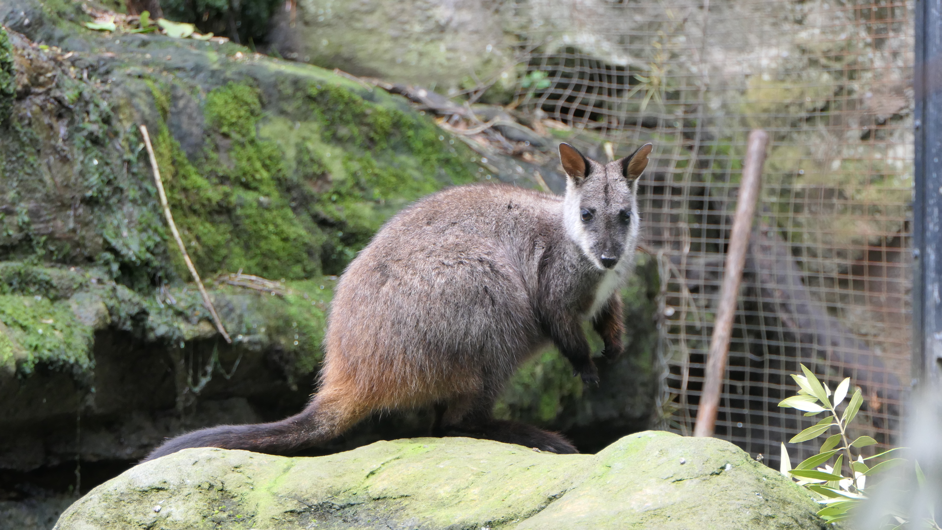 Brush-tailed Rock-Wallaby