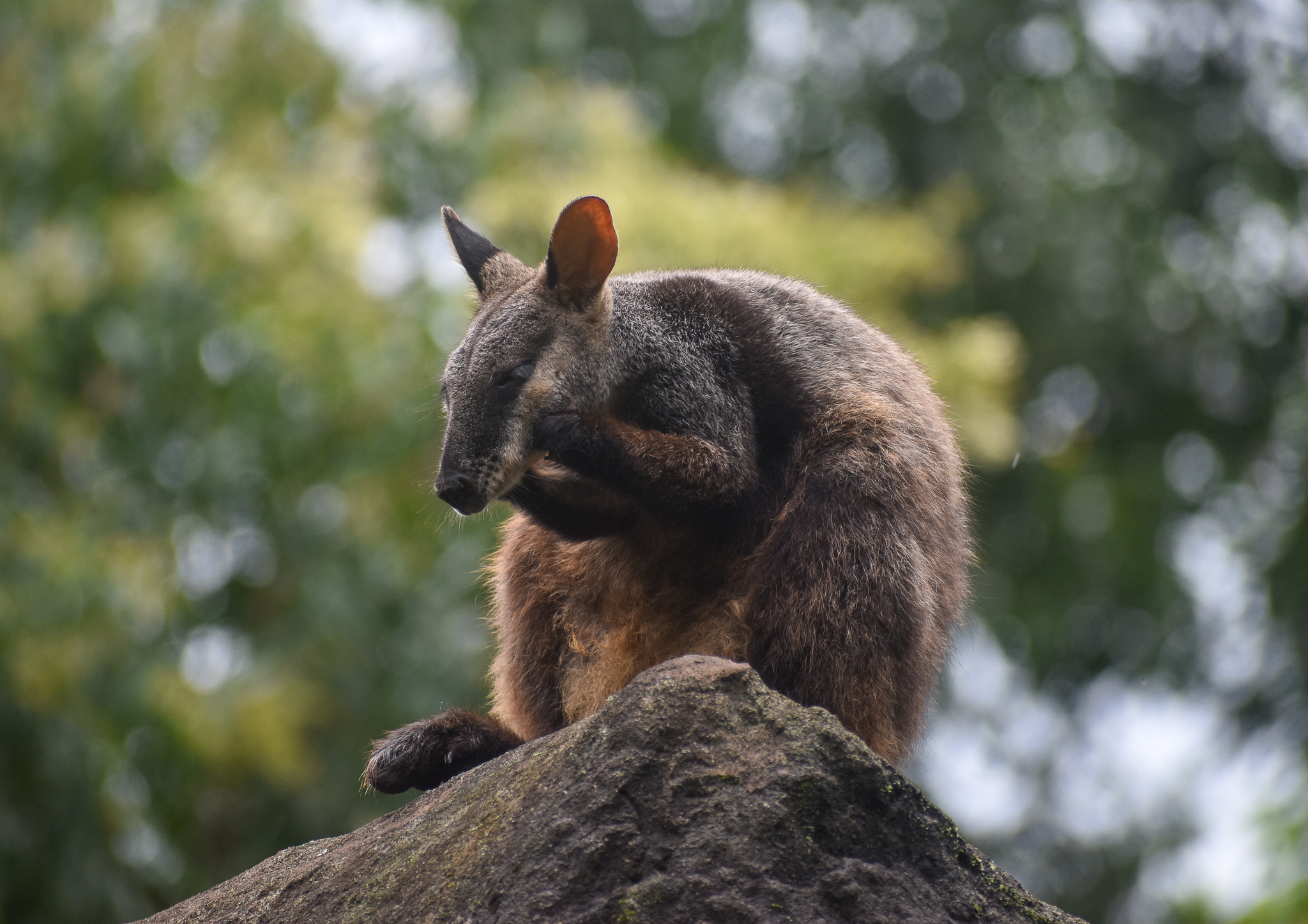 Brush-tailed Rock-Wallaby