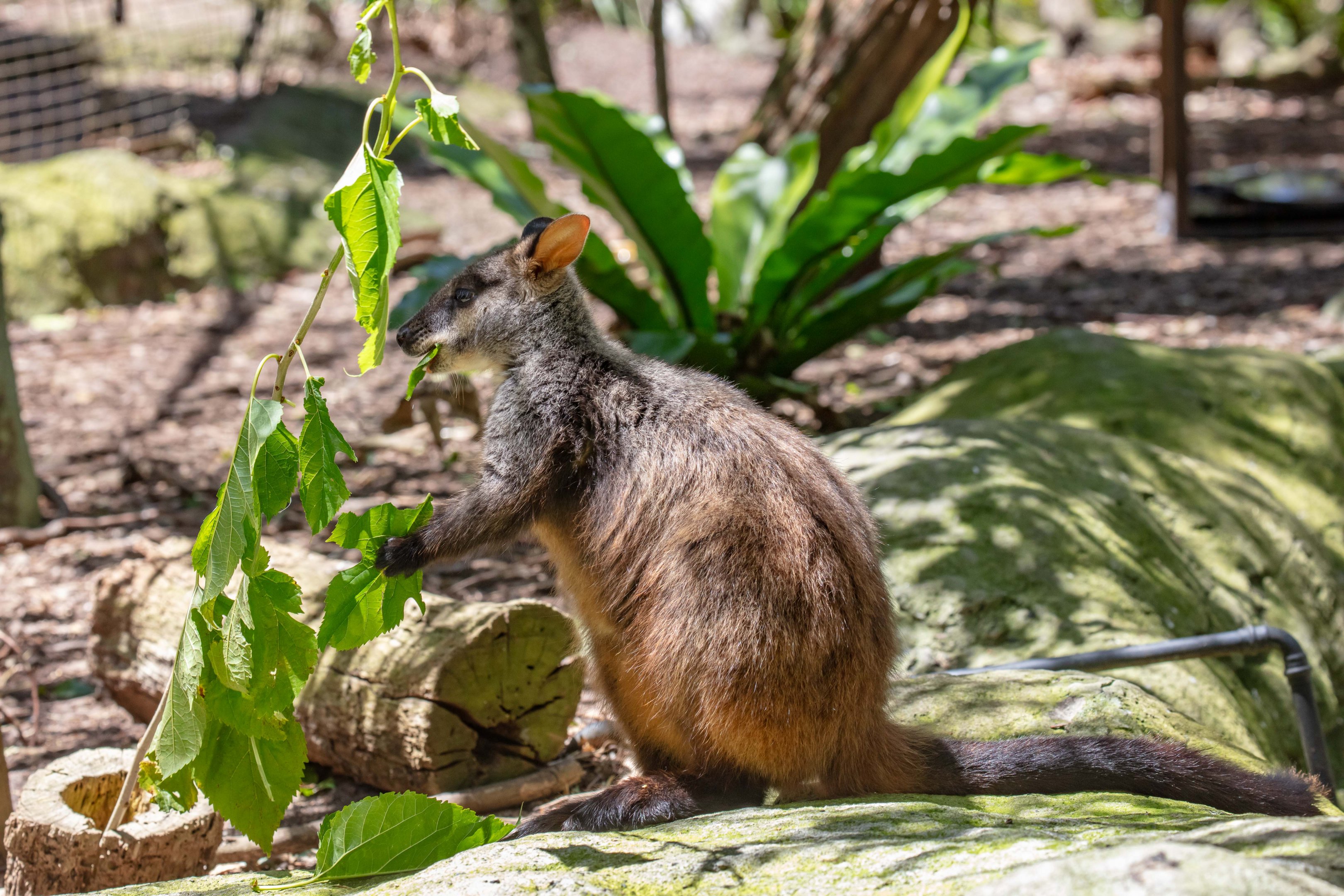 Brush-tailed Rock-wallaby