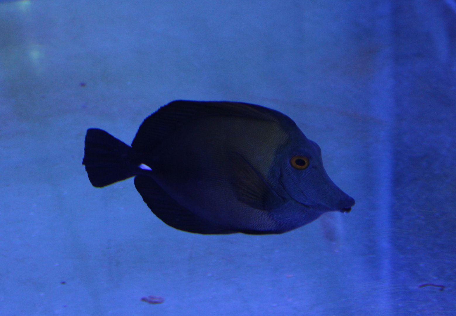 Brush-tailed tang - Zebrasoma scopas