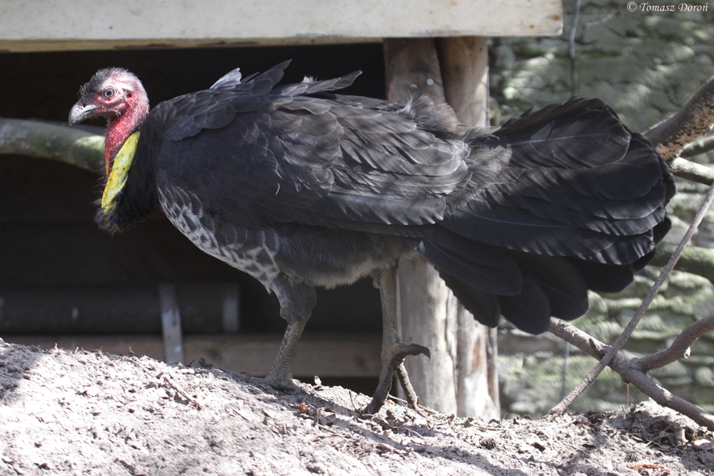 Brush Turkey (Alectura lathami)