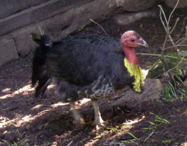 Brush Turkey (Alectura lathami)
