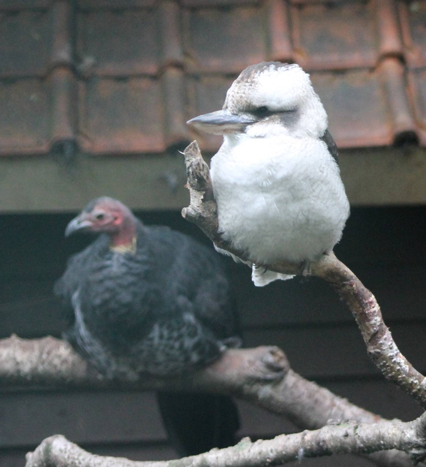 Brush turkey and Kookaburra