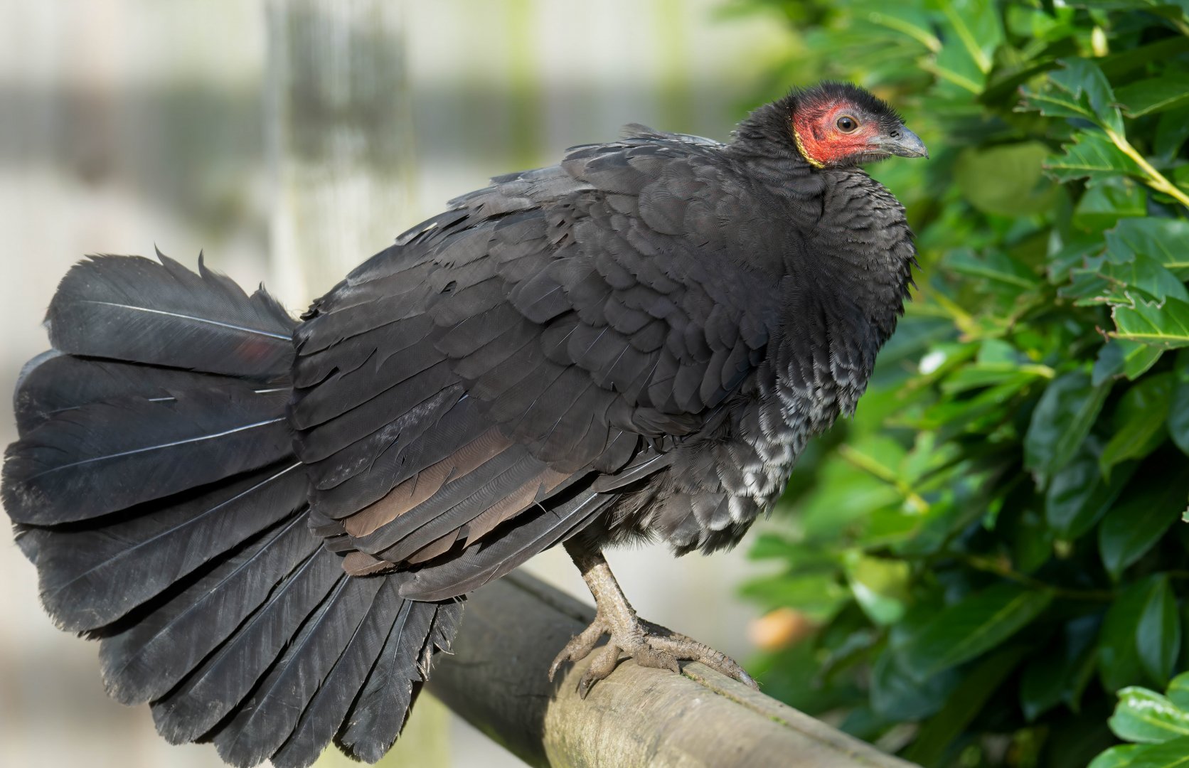 Brush turkey, Hamerton, UK