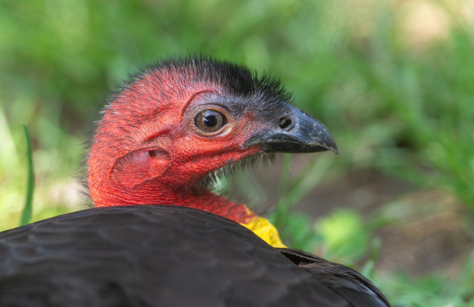 Brush Turkey, Hamerton, UK