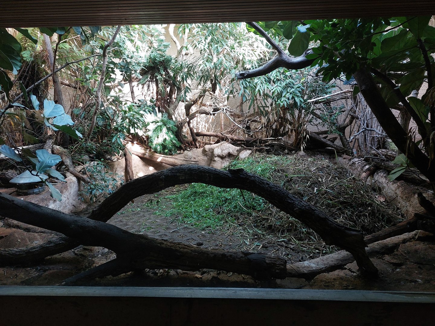 Brush turkey indoor exhibit