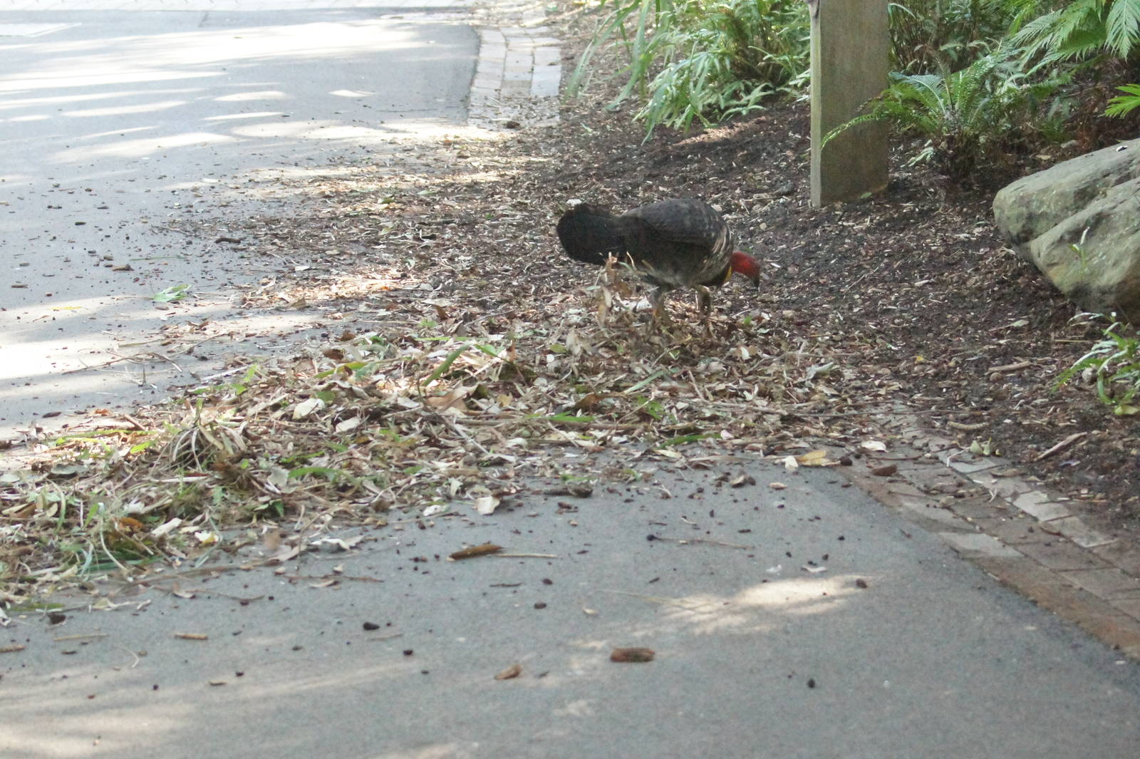 Brush turkey mess