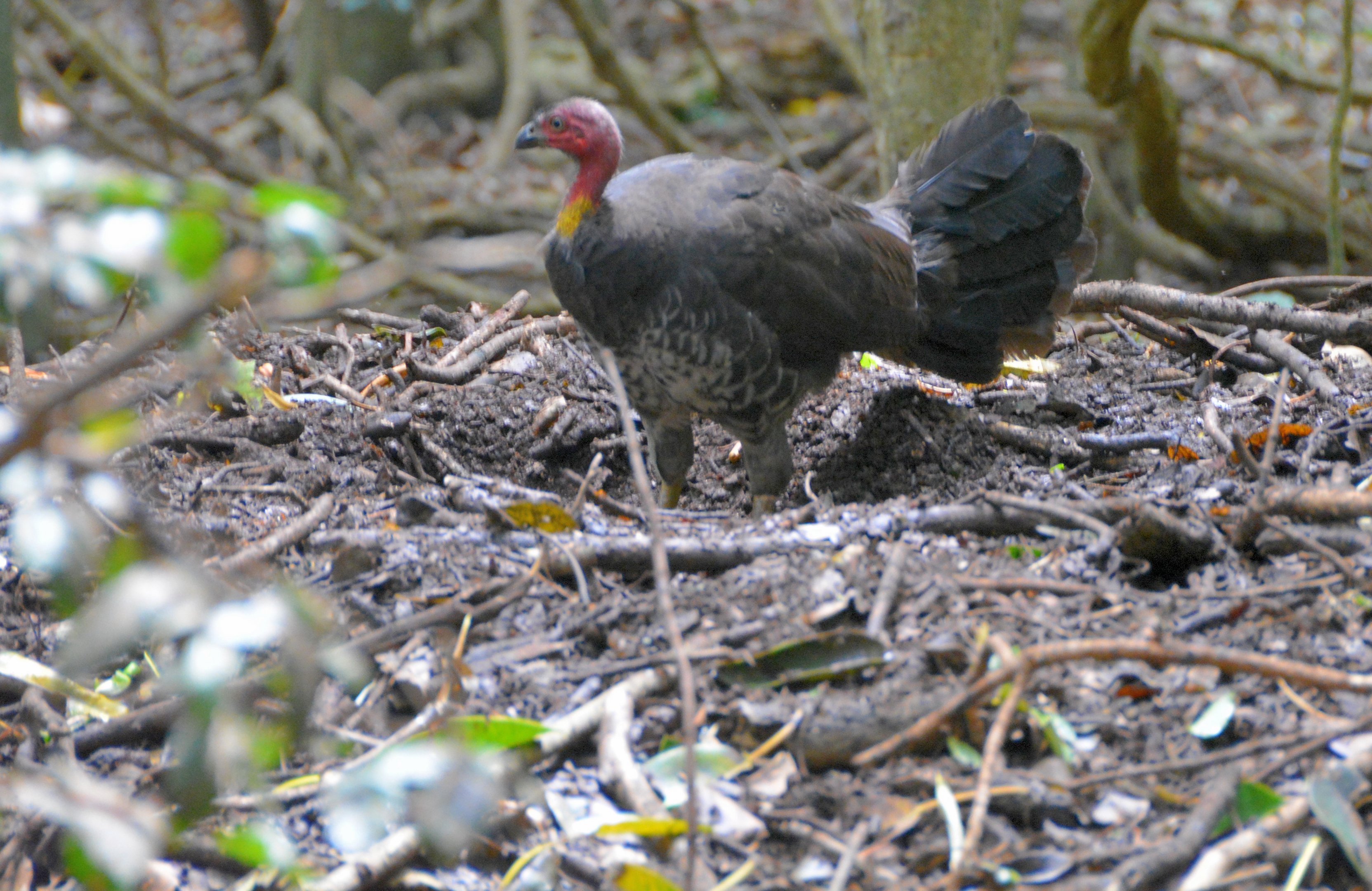 Brush turkey, on nest mound.