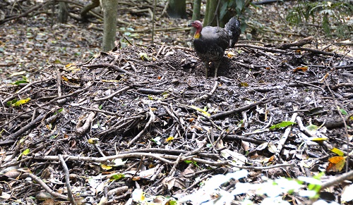 Brush turkey on nest mound.