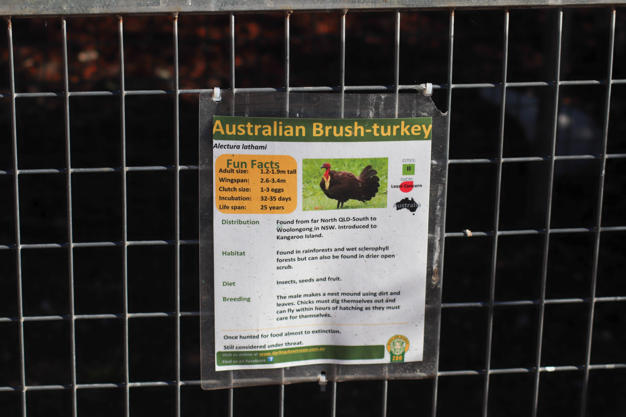 Brush Turkey Sign