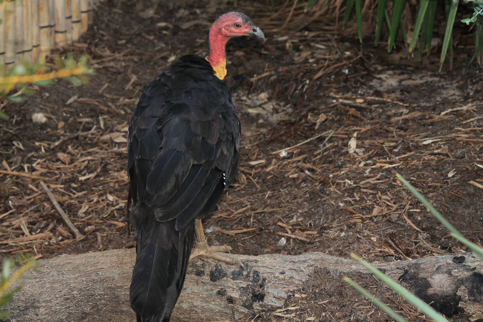 Brush Turkey