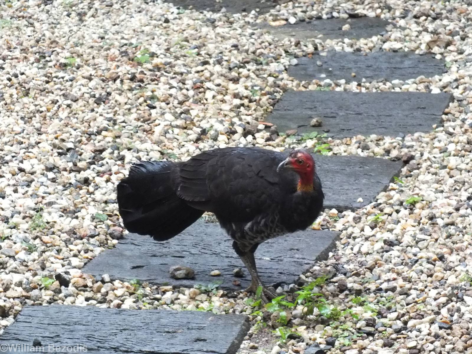 Brush Turkey