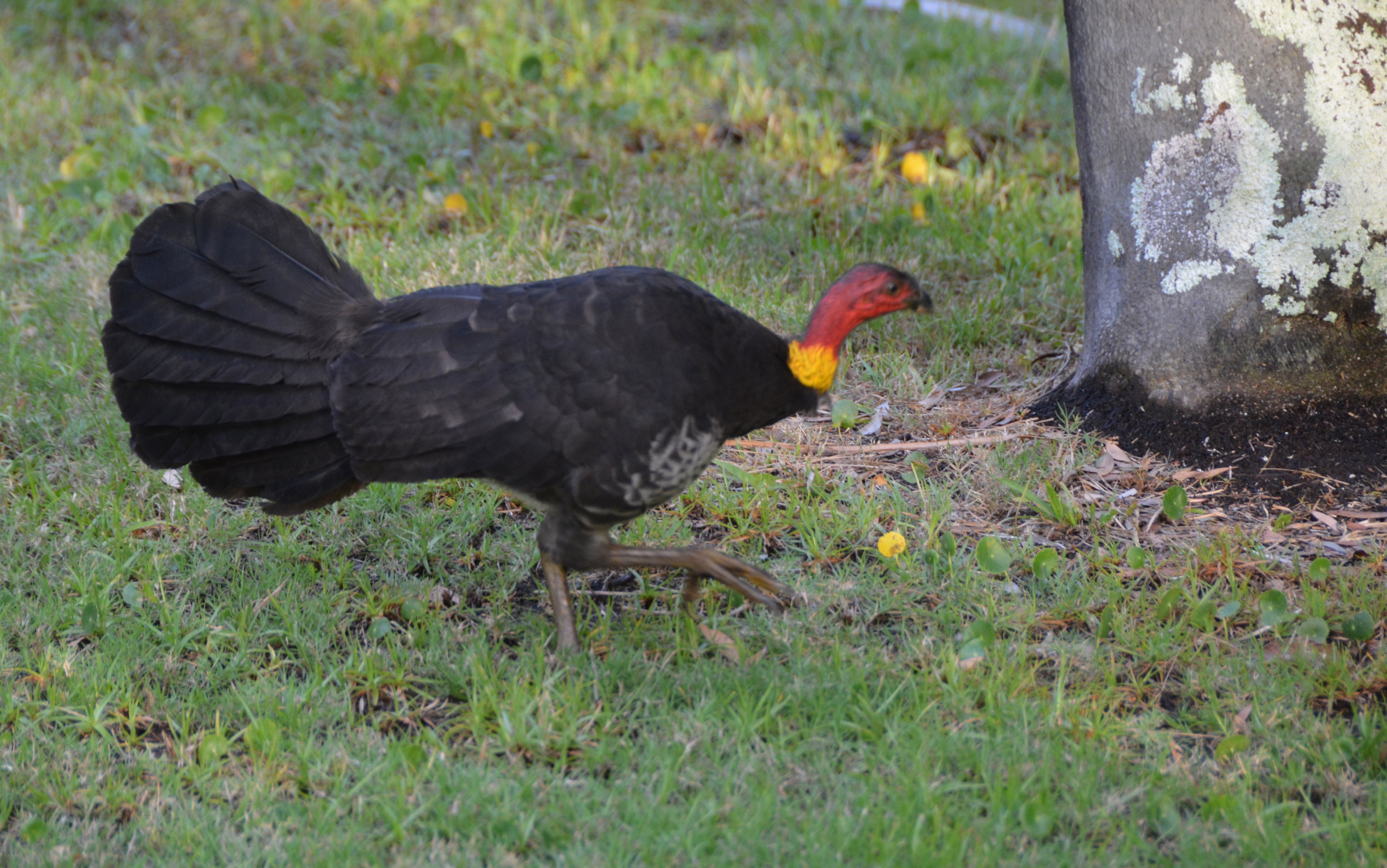 Brush turkey