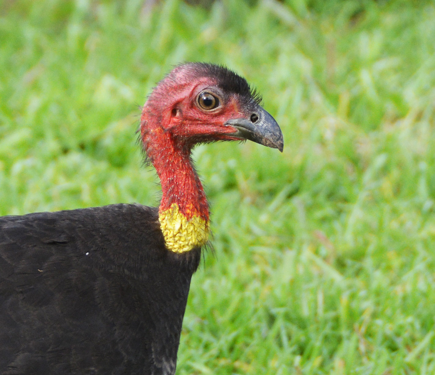 Brush turkey