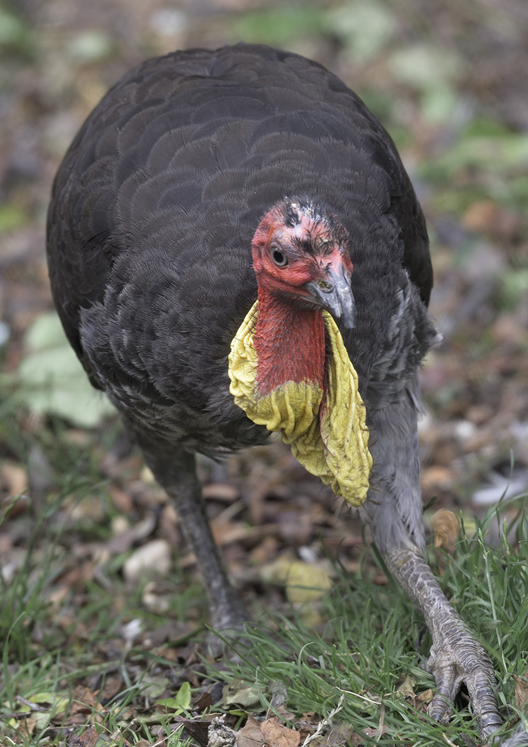 Brush turkey