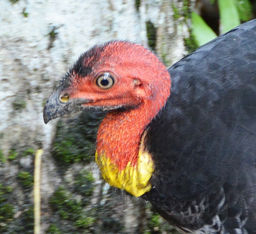 Brush turkey