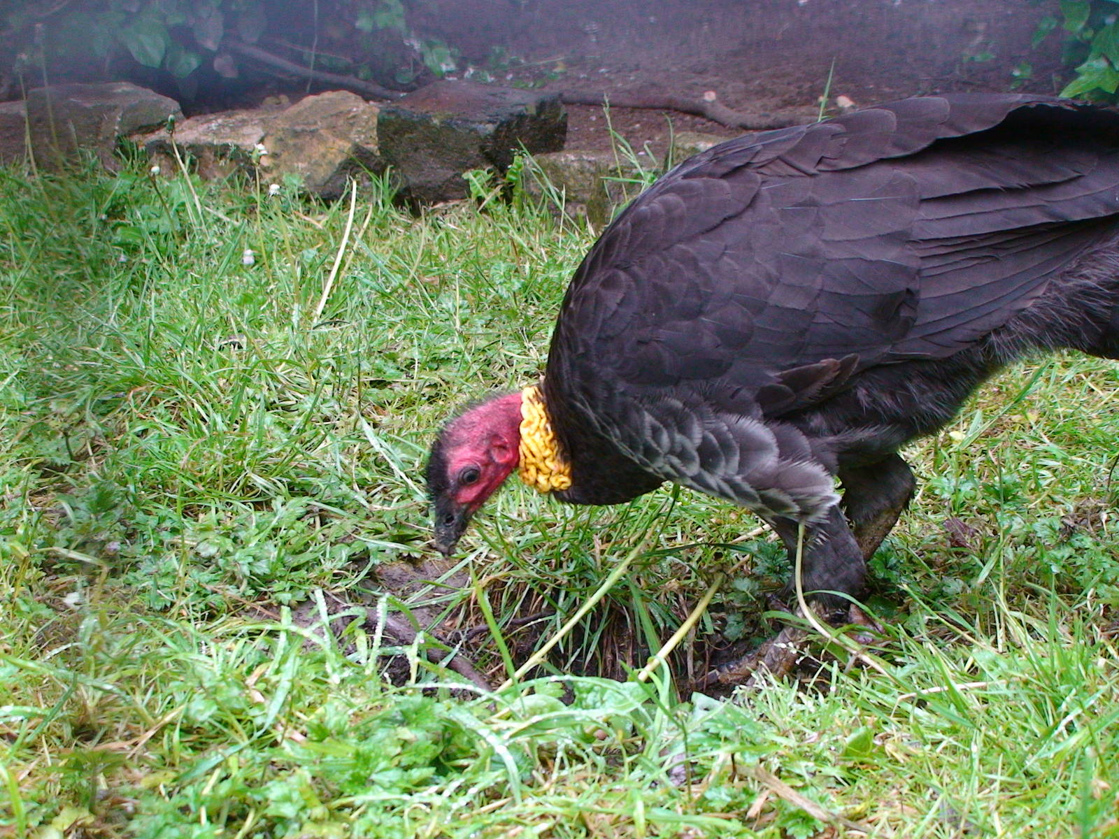 Brush Turkey