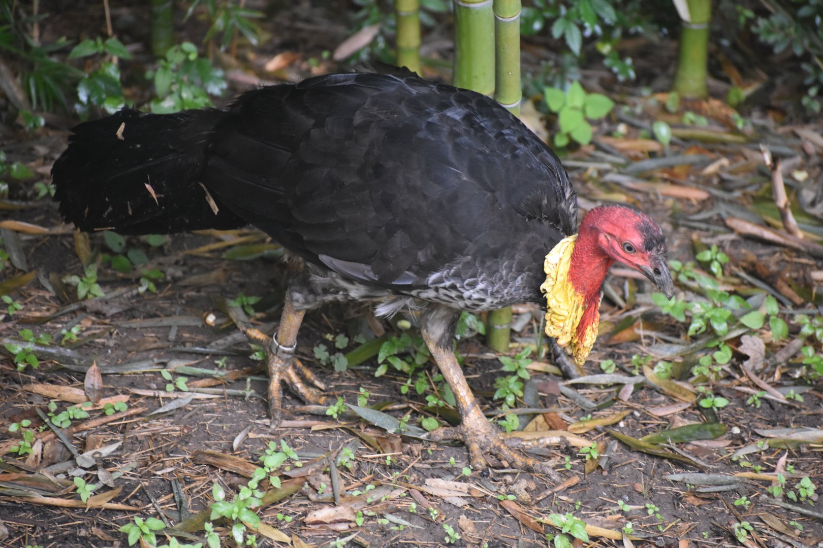 Brush Turkey