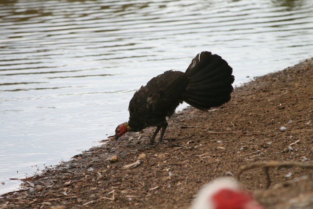 Brush Turkey