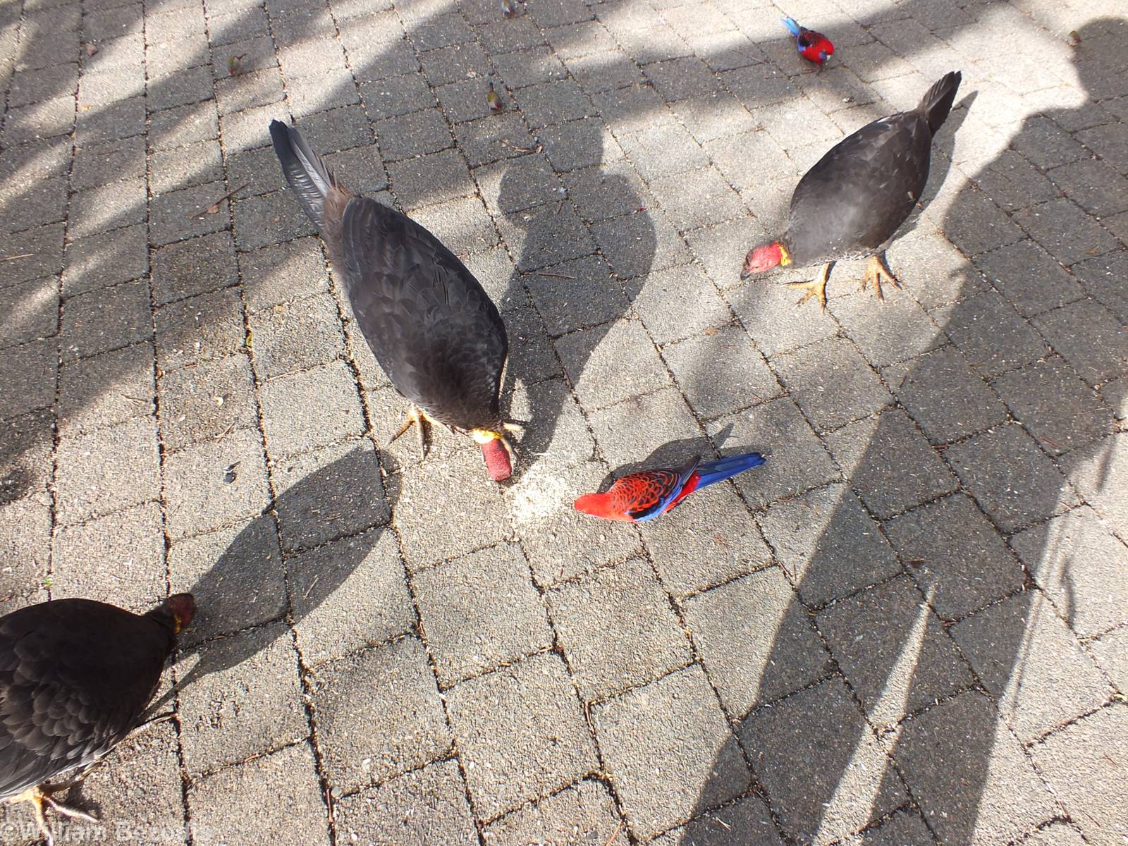 Brush Turkeys, Crimson Rosellas, and Red-browed Finches - Lamington Nationa