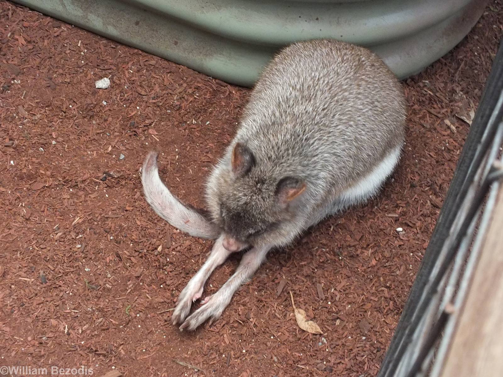 Brushtail Bettong - Caversham Wildlife Park