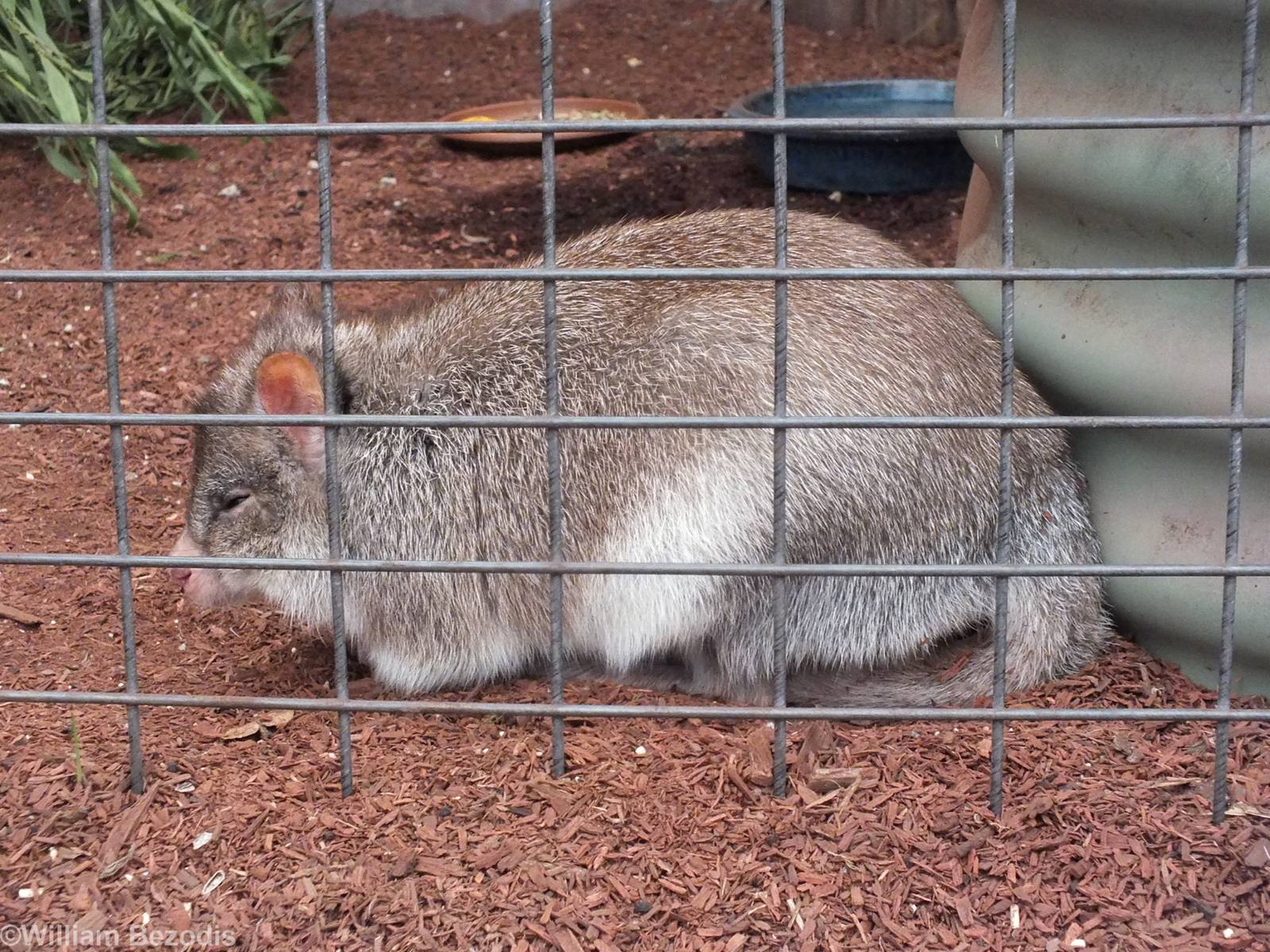 Brushtail Bettong - Caversham Wildlife Park