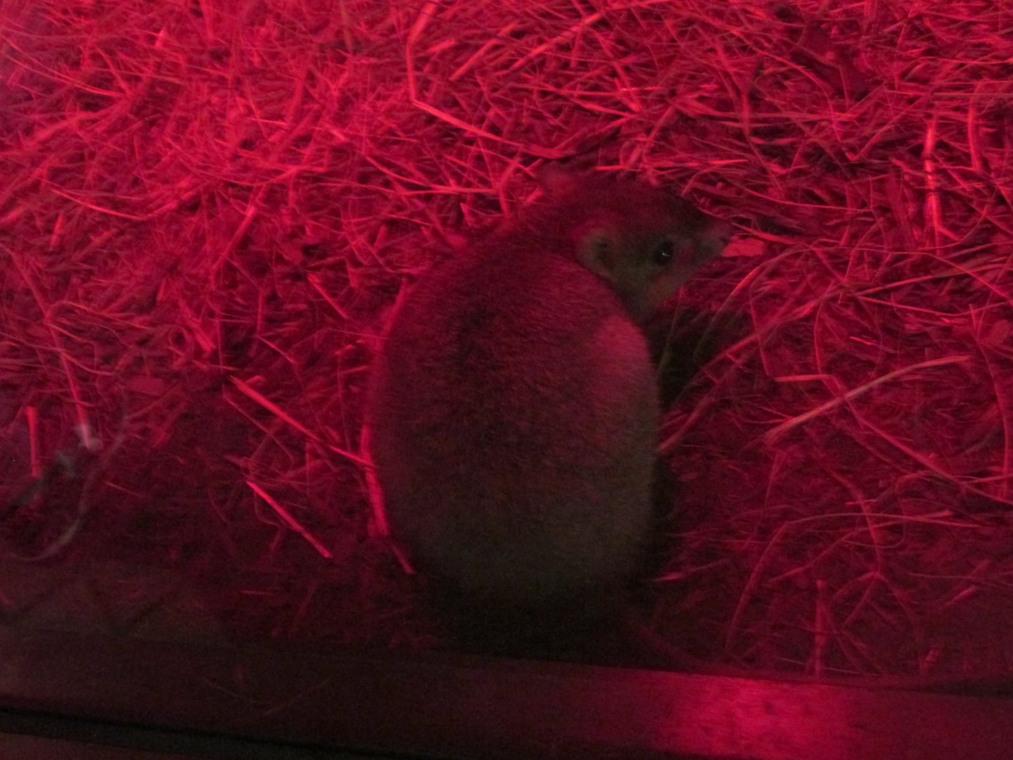 brushtail bettong