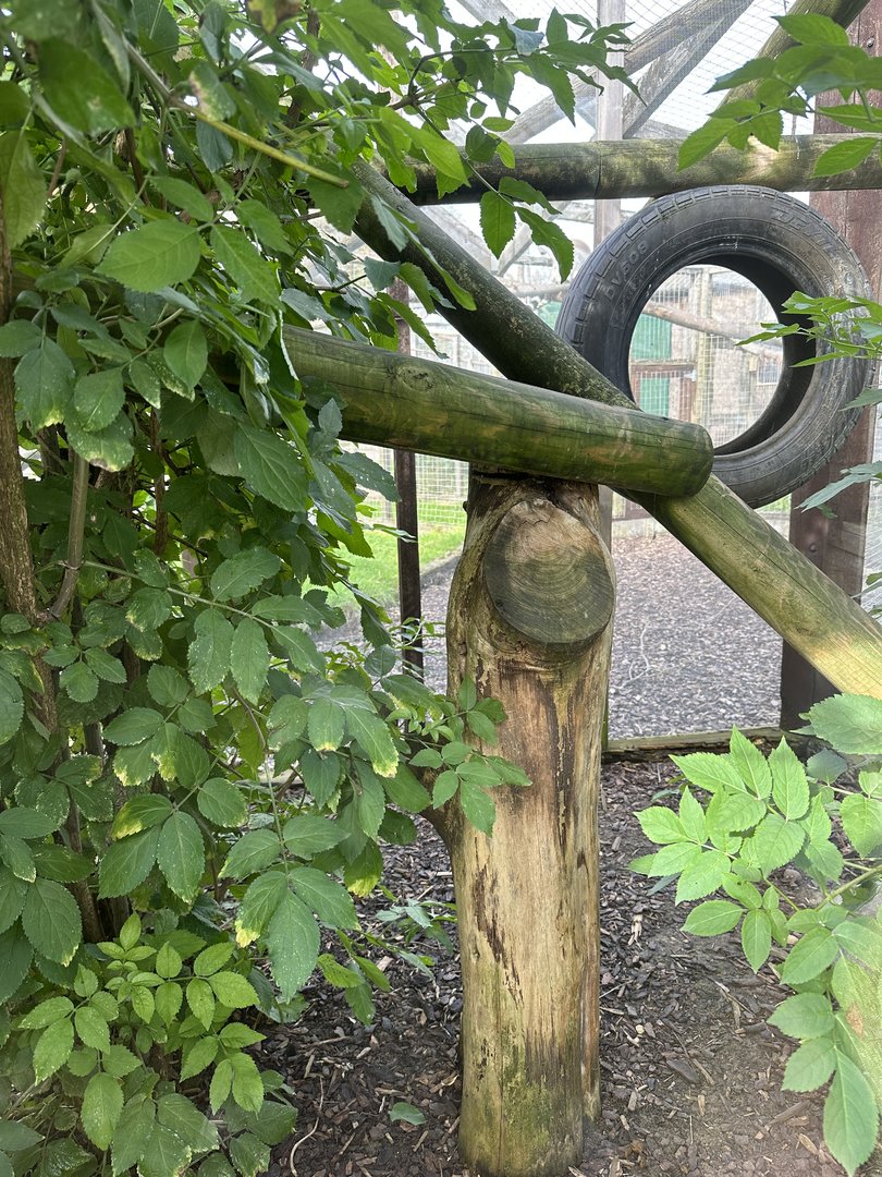 Brushtail Possum Enclosure at Hamerton Zoo Park (October 2023)