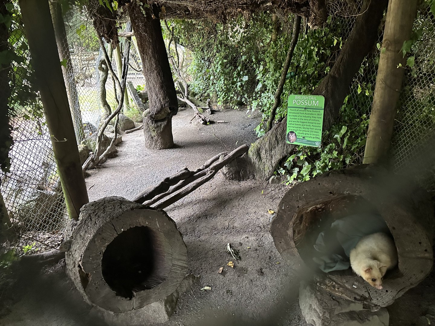 Brushtail Possum Exhibit
