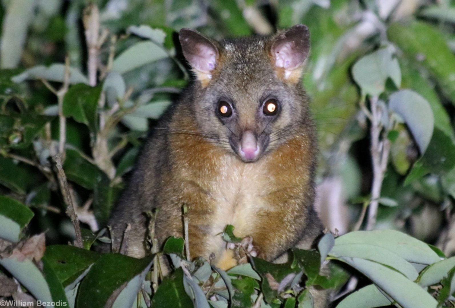 Brushtail Possum Hybrid Coppery and Common? - Halloran's Crater
