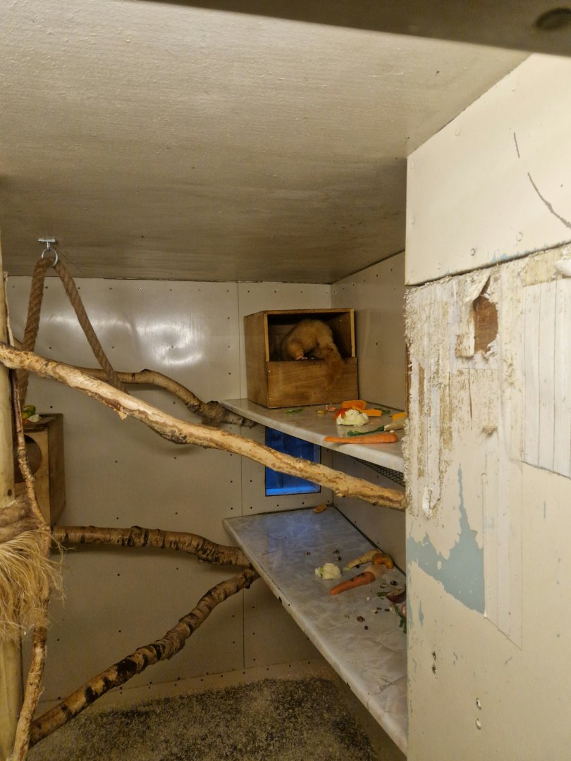 Brushtail possum indoor enclosure