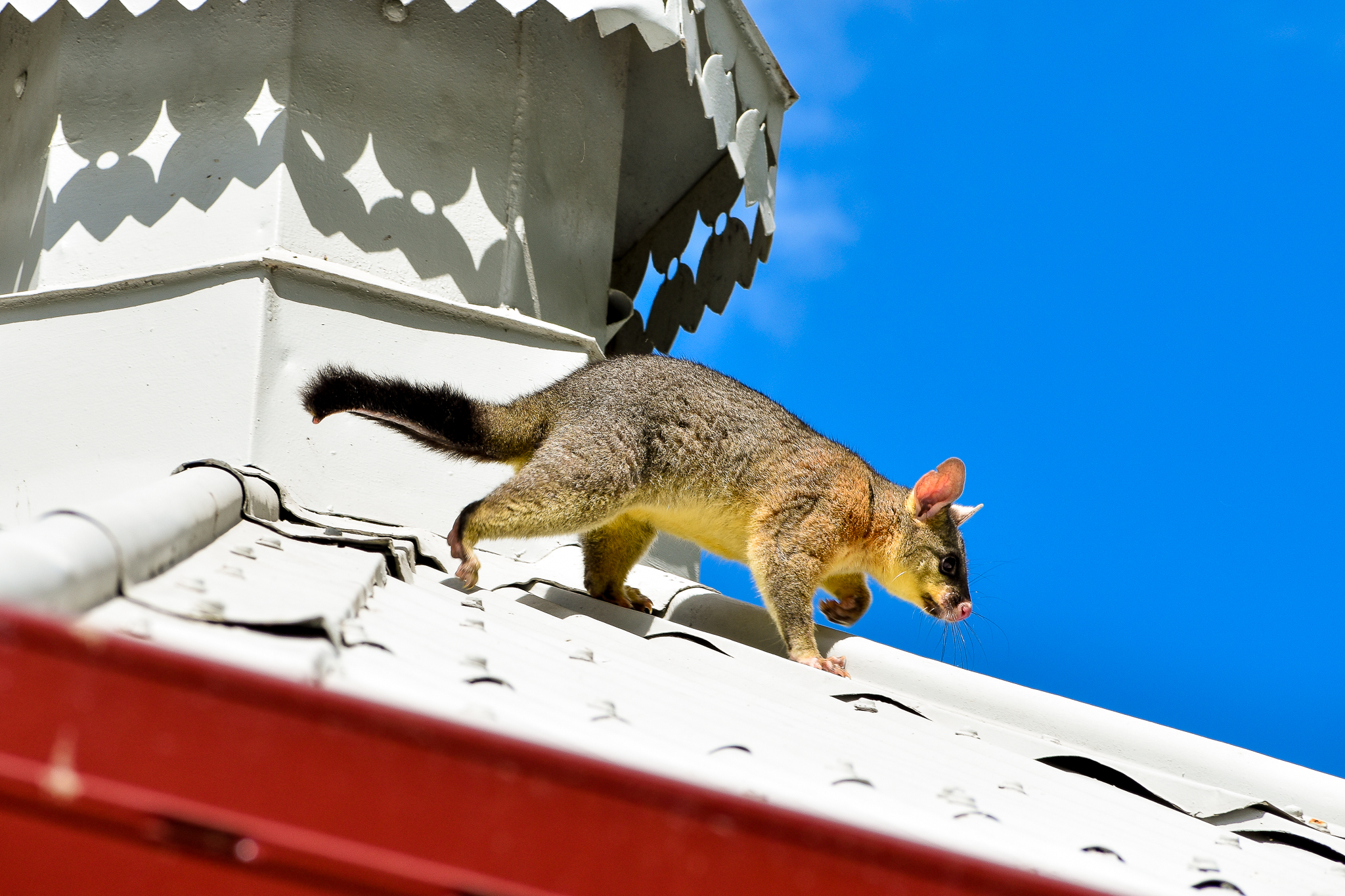 Brushtail Possum on the Roof