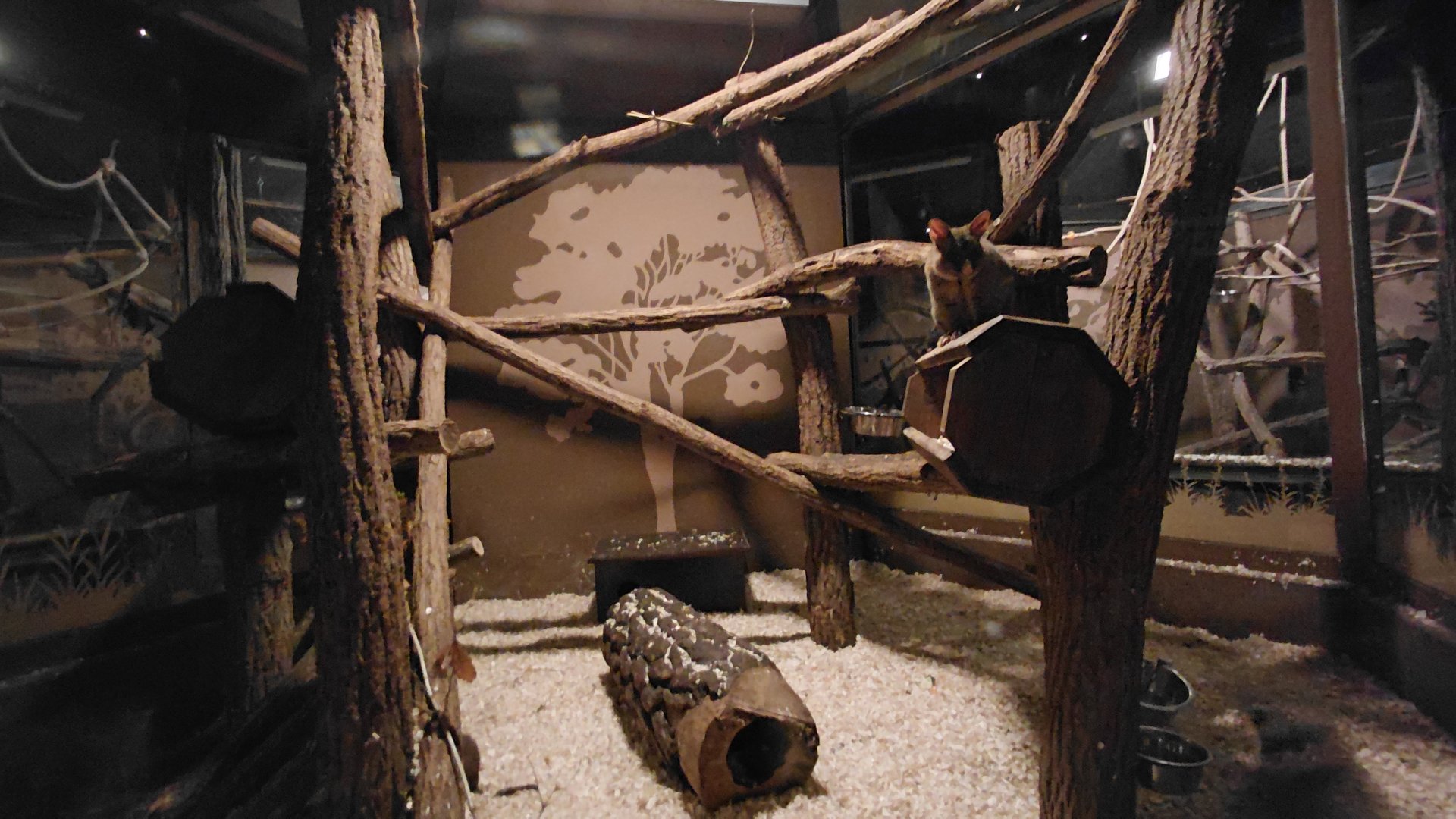 Brushtail possum + potoroo exhibit