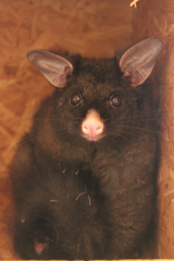 Brushtail possum (Trichosurus vulpecula)